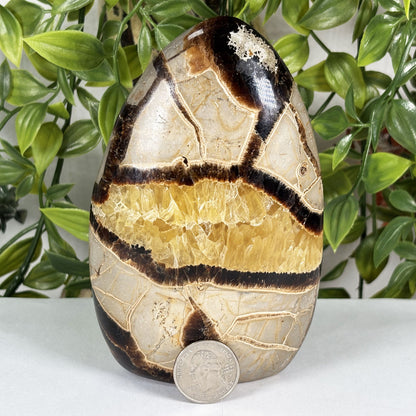 Septarian Crystal Freeform - Gem Avenue Retail
