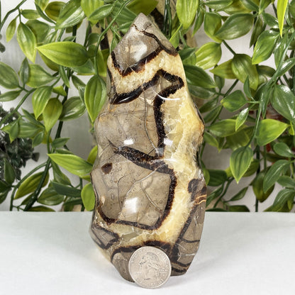 Septarian Crystal Freeform - Gem Avenue Retail