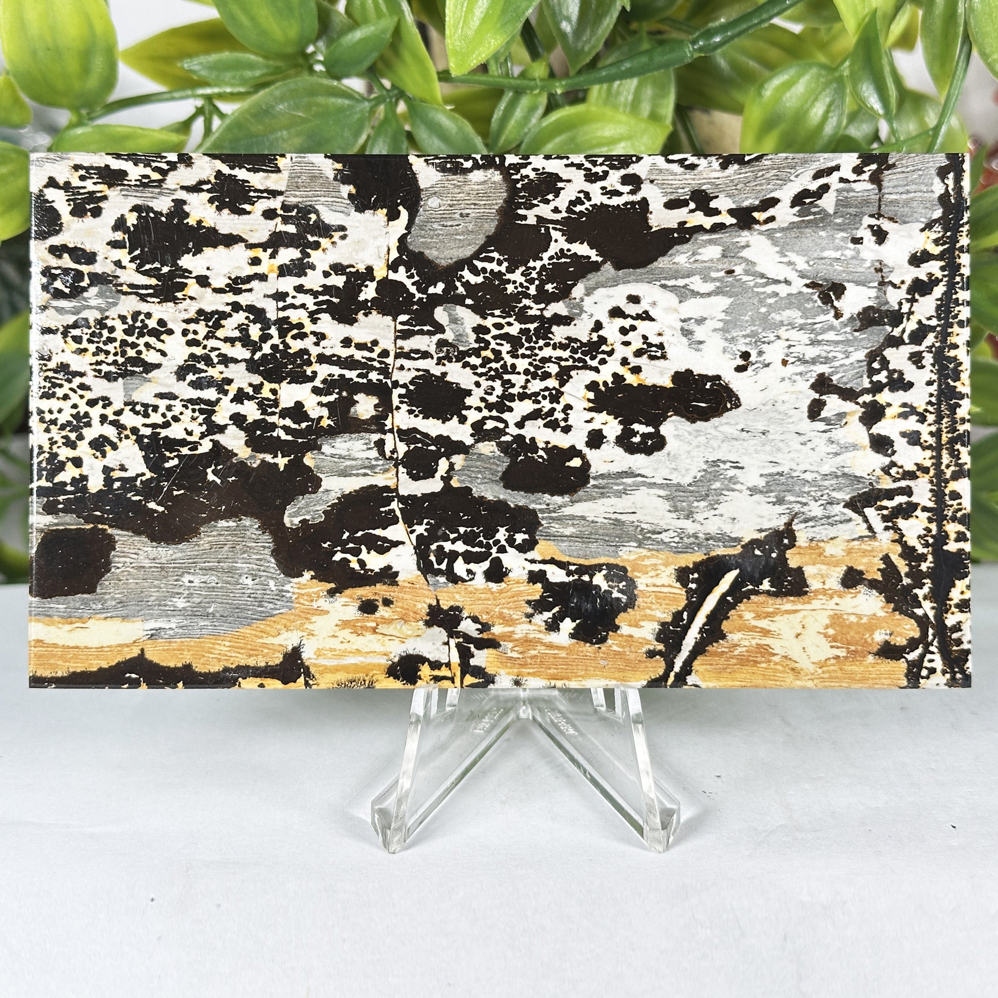 Natural Picture Jasper Slab - Gem Avenue Retail