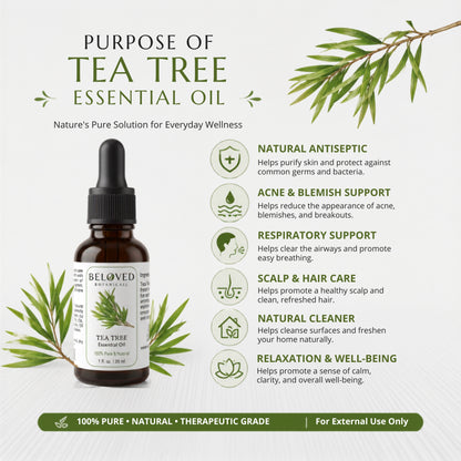 Beloved Botanicals Tea Tree Essential Oil 30ml (1 Fl Oz) 100% Pure & Natural Melaleuca alternifolia Oil for Aromatherapy, Diffusers, Skincare, Hair Care, DIY Soap & Candle Making