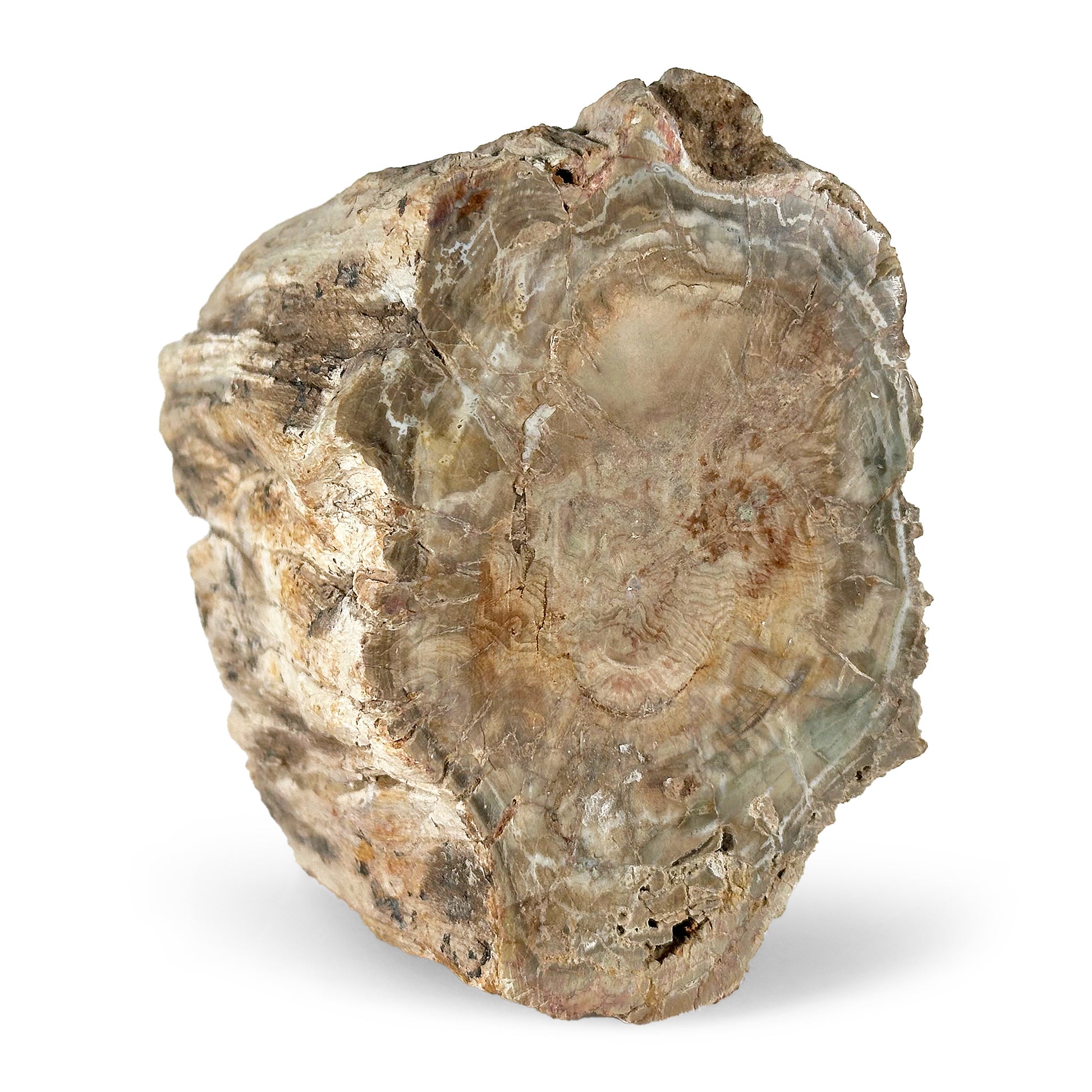 Natural Petrified Wood - Gem Avenue