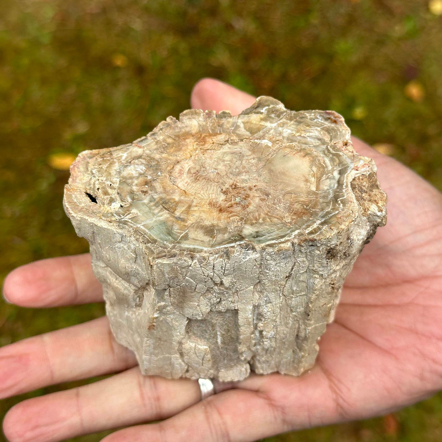Natural Petrified Wood - Gem Avenue