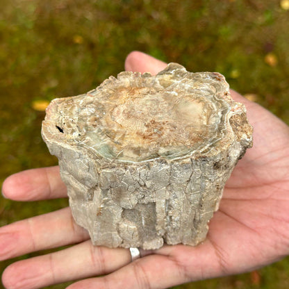 Natural Petrified Wood - Gem Avenue