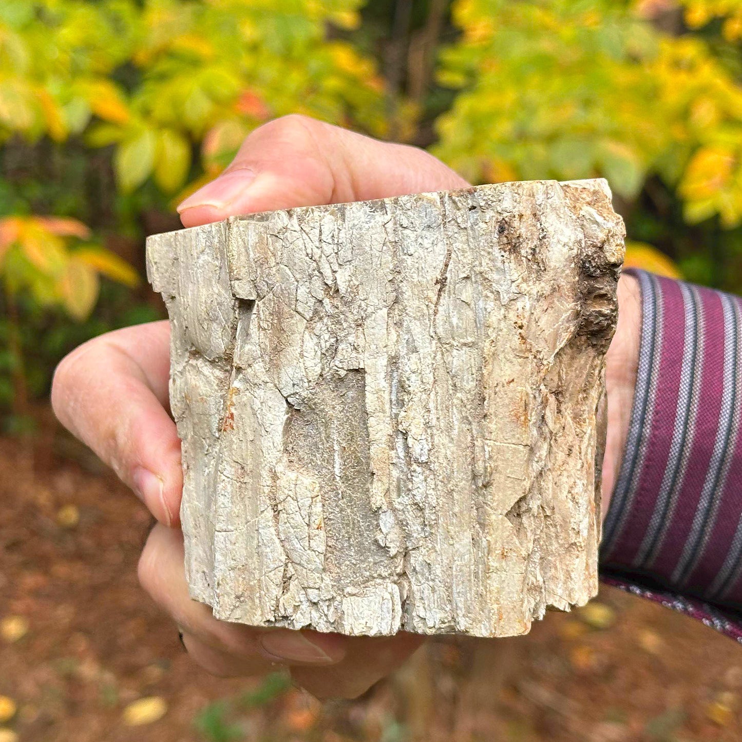 Natural Petrified Wood - Gem Avenue