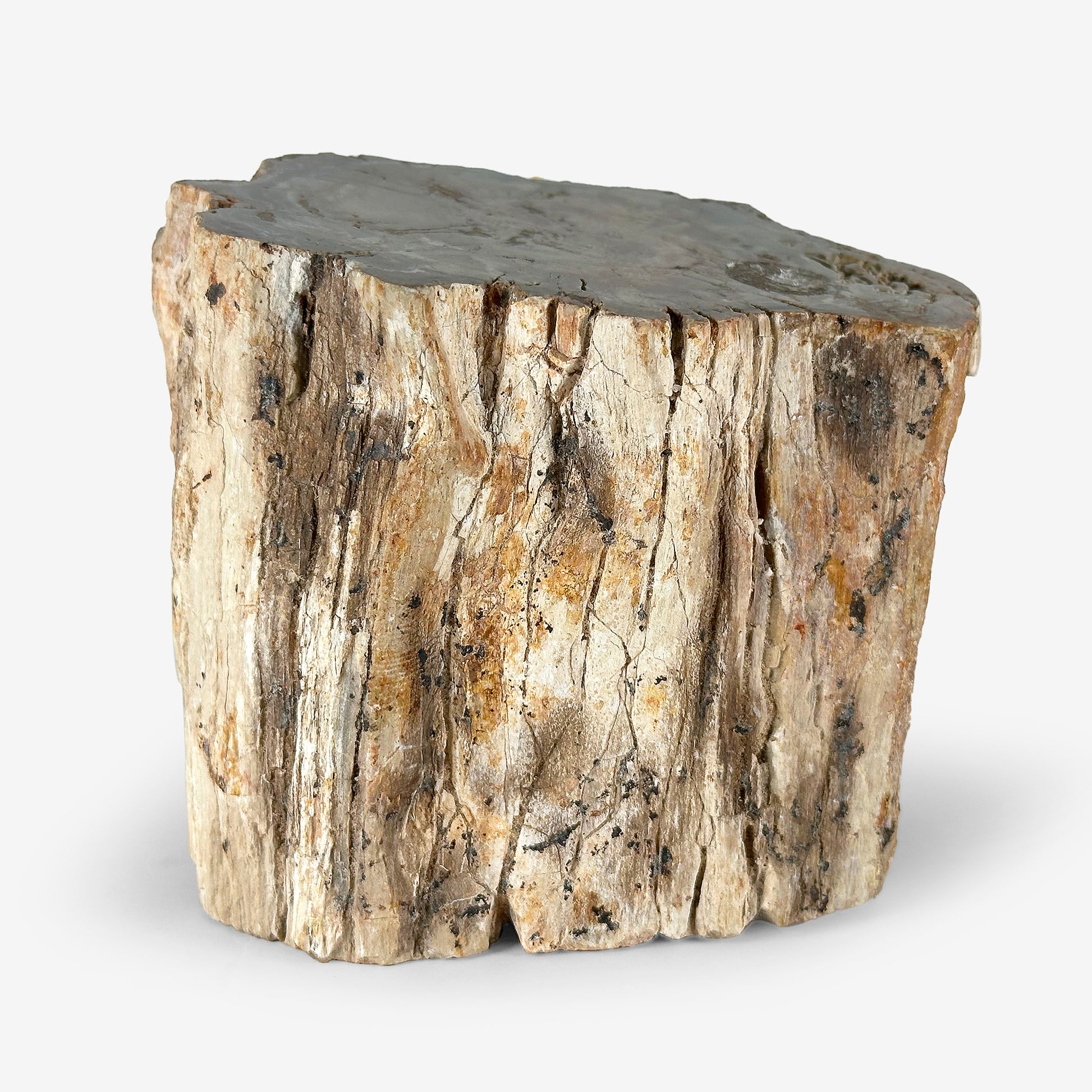 Natural Petrified Wood - Gem Avenue
