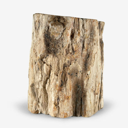 Natural Petrified Wood - Gem Avenue