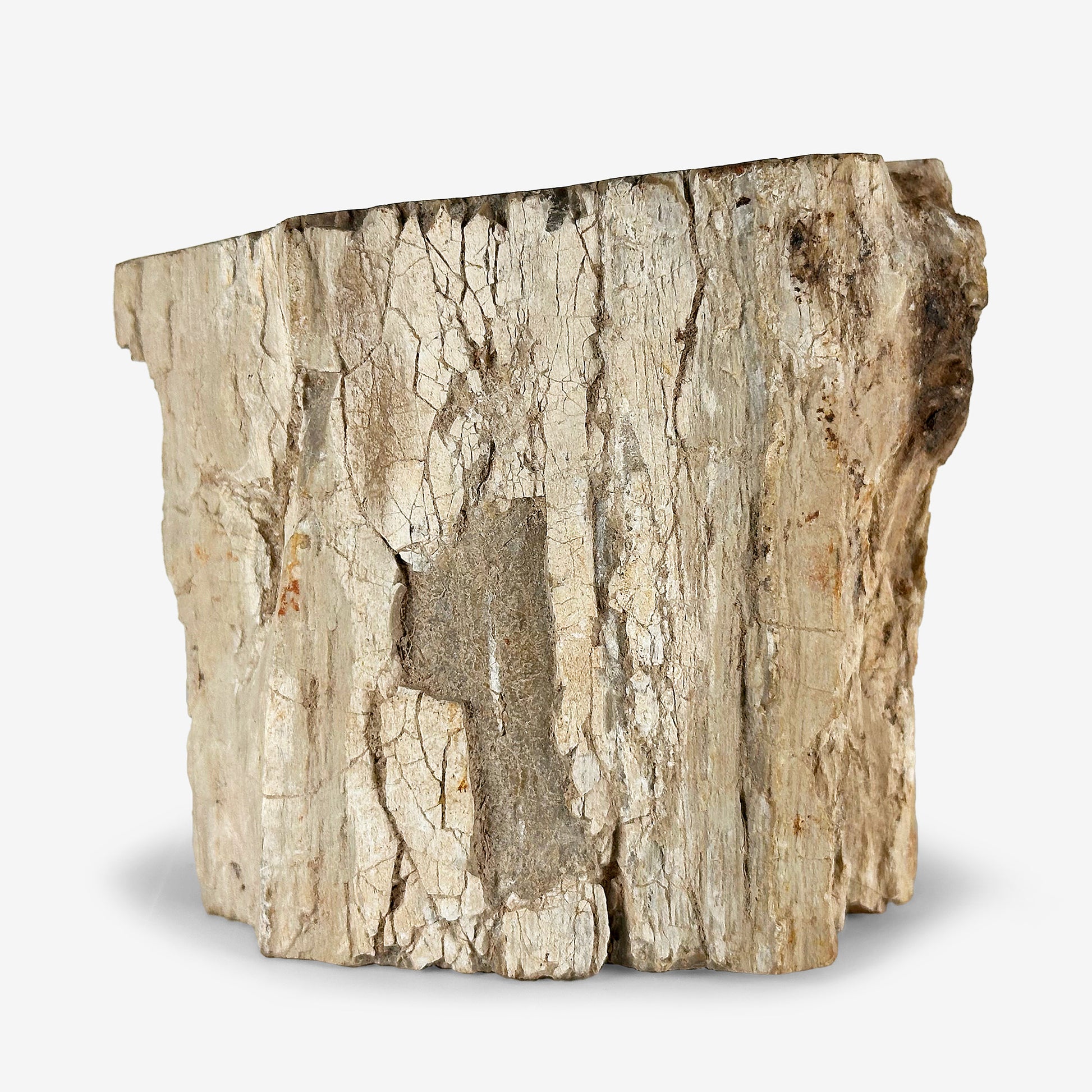 Natural Petrified Wood - Gem Avenue