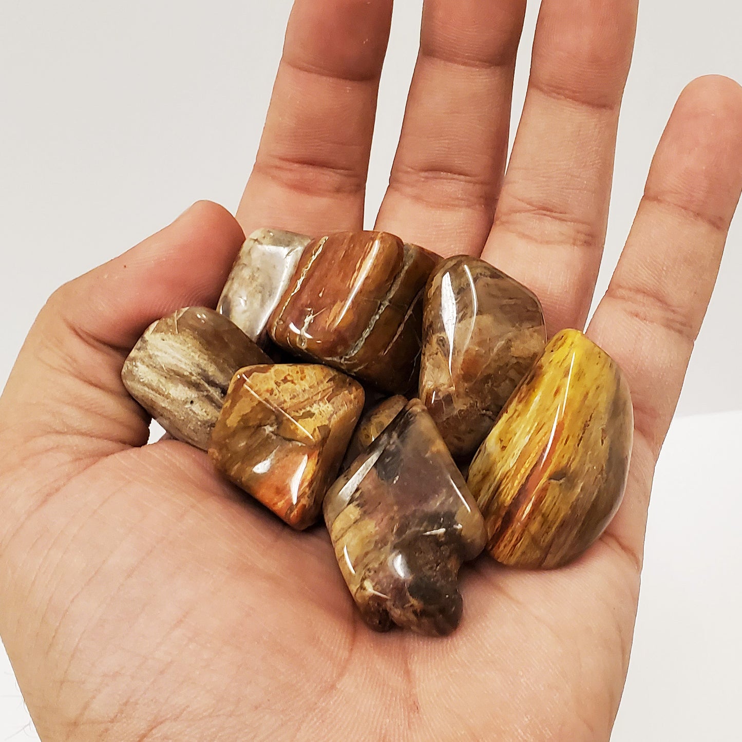 Petrified Wood Tumbled Stone Gemstone Crystal - Gem Avenue