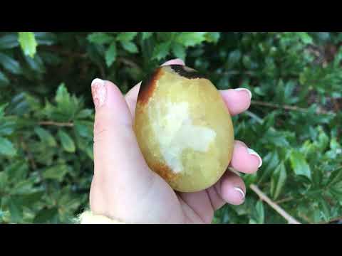 Natural Septarian Round Palm Stone Crystal Gemstone Collectible 4.2 Oz-Gem Avenue